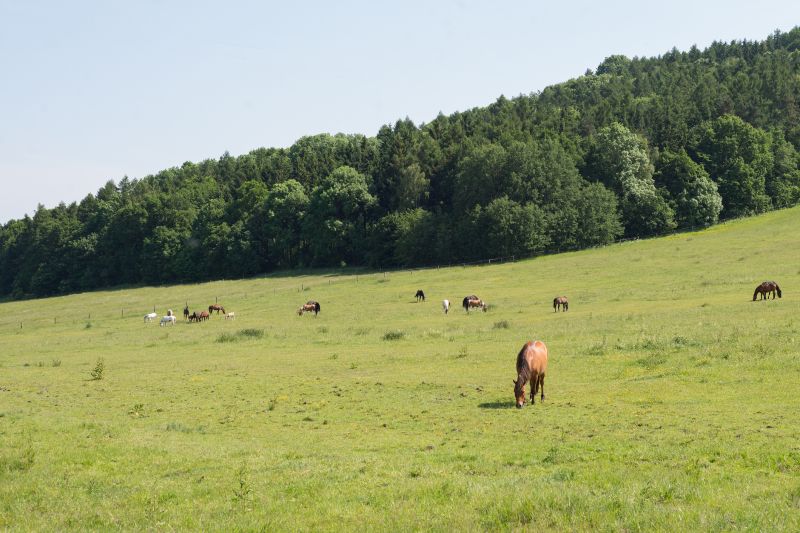 Pasture Mowing in Waldorf, MD