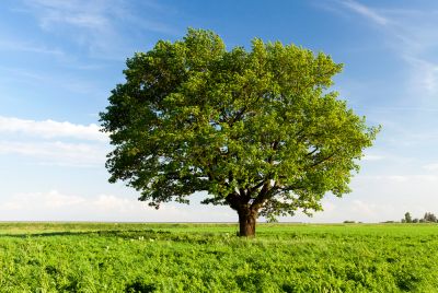 Improved Tree Health